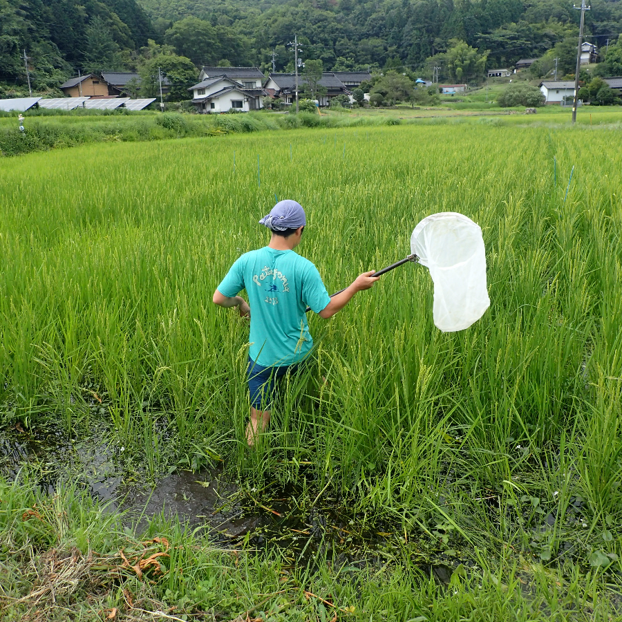 生物多様性調査