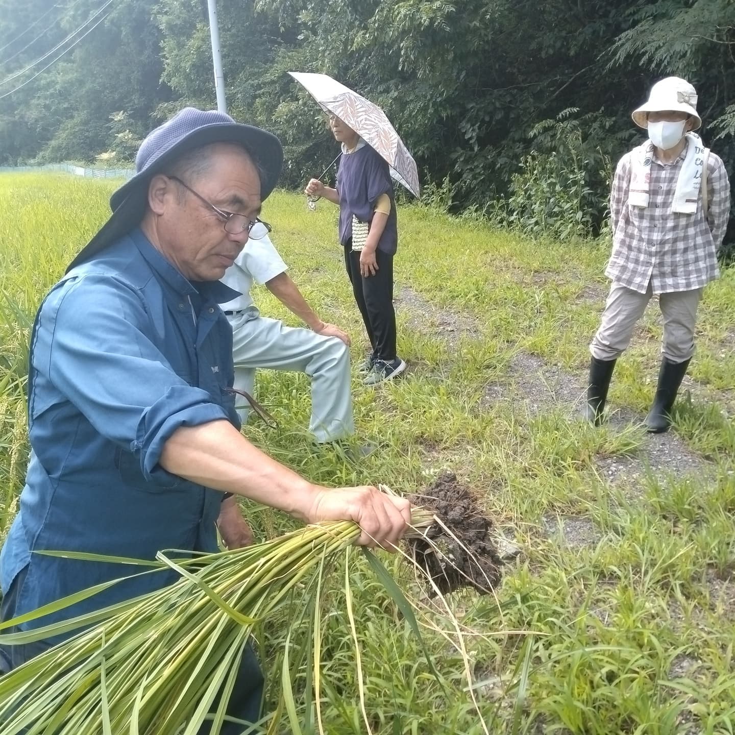 堆肥散布